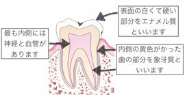 歯の構造